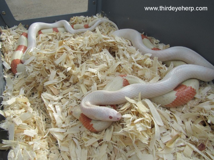 Honduran Milk Snakes